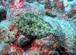 A Peacock Flounder in Full Camouflage