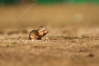 Spermophilus citellus. Wild nature of Czech.