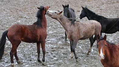 Young horses are playing on the meadow