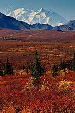Alaska Mt McKinley with red autumn tundra