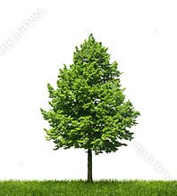 Green lone tree on white background