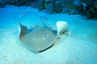 Darkspotted Stingray