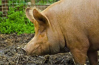 Old sow
