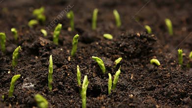 Growing Pea Bean Seeds Agriculture Timelapse