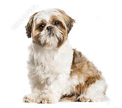 Shih Tzu, dog sitting and looking at the camera, isolated on whi