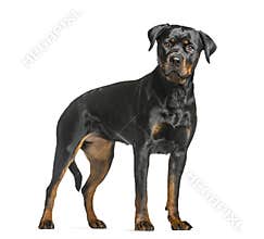 rottweiler dog, guard dog standing and looking at the camera, is