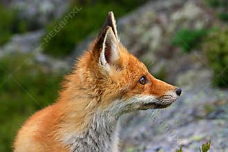 Red fox