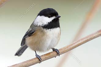 A Small Cute Bird Called a Black-capped Chickadee
