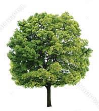 Maple Tree