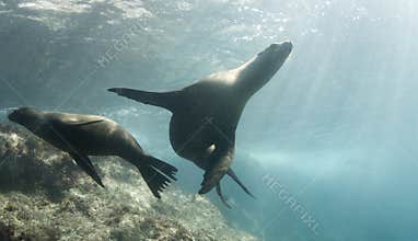 Cortez Sea Lions