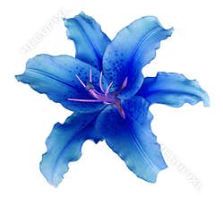 Blue lily flower on a white isolated background with clipping path no shadows. For design, texture, borders, frame, background