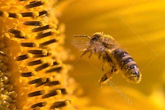 Macro of a honeybee in a sunflower