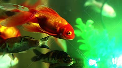 Gold fish swimming in fish tank, Fish in the aquarium