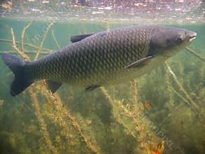 Underwater picture of Grass carp Ctenopharyngodon idella