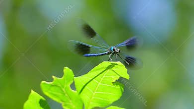 Dragonfly flies and flies away from the leaf