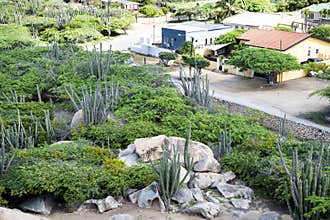 Cacti and rocks in front of homes, Aruba