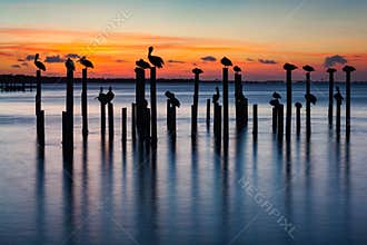 Pelican and Pier Piling Sunset Silhouettes