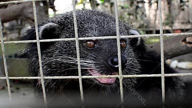 Musang civet Paradoxurus hermaphroditus, in cage hissing