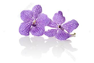 Orchid Vanda