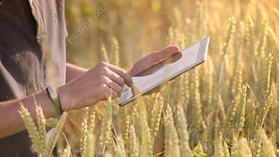 Farmerusing tablet in wheat field. Scientist working with agriculture technology