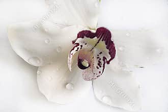 Beautiful white orchid close up with the water drops