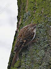 Eurasian treecreeper or common treecreeper - Certhia familiaris