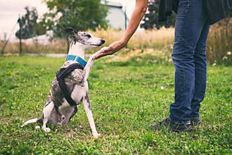 Woman holding her dog`s paw in training