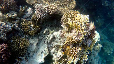 Coral garden with fish in red sea, Marsa Alam, Egypt