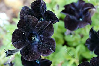 Sparkly Black Petunia