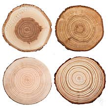 Cross section of tree trunk isolated on white.