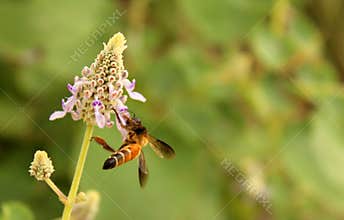 Bee takes the honey on the wild flower with green background.