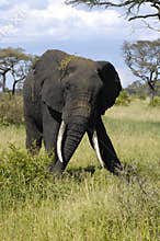 Big male elephant