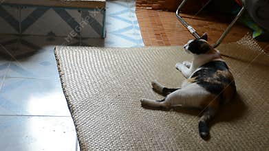 Relaxation of domestic cat inside old thai house interior from high angle view