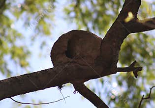 Rufous hornero nest made of clay in a tree in Argentina