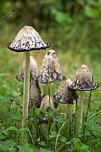 Shaggy Mane Inky Cap mushrooms