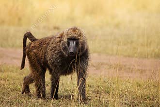 Adult Olive baboon foraging in arid grassland