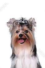 Cute dog portrait