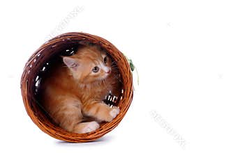 Kitten in a basket isolated on white