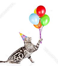 Cat holding balloons and looking up. isolated on white background