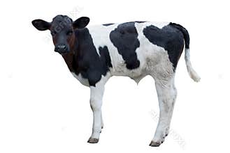 Black and white calf