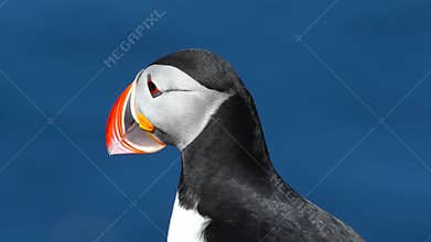 Close-up of Atlantic puffins in Iceland