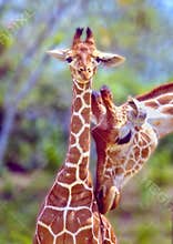 Mother love.