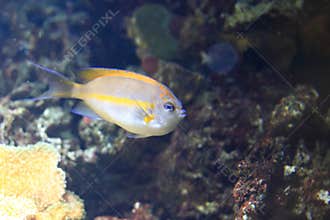 Bellus angelfish