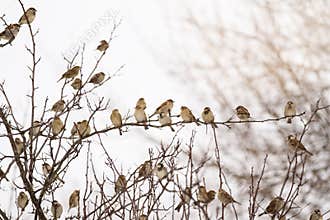 Flock of sparrows perched on branches of a tree; many birds sitting on branches in the winter