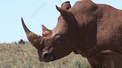 Rhino in South Africa, full of mud