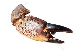 Claw of crab