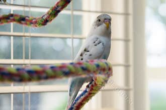 Budgie on colorful rope perch