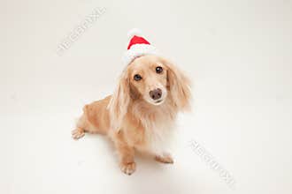 Christmas dachshund