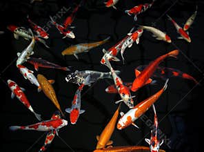 Koi fish