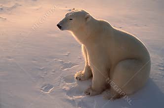 Polar bear in Arctic,backlit by low sunlight